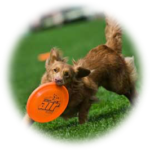 Dogfrisbee