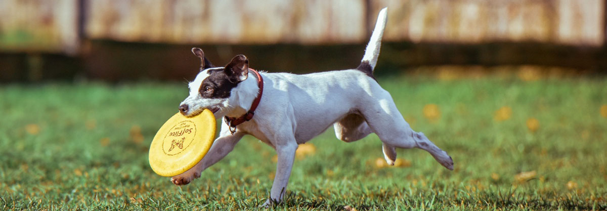 Dogfrisbee